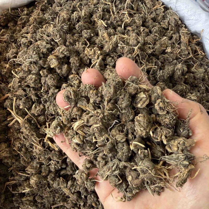 猫爪草纯野生尖爪正品中药材泡水产地直销2026年新货批发
