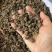 猫爪草纯野生尖爪正品中药材泡水产地直销2026年新货批发