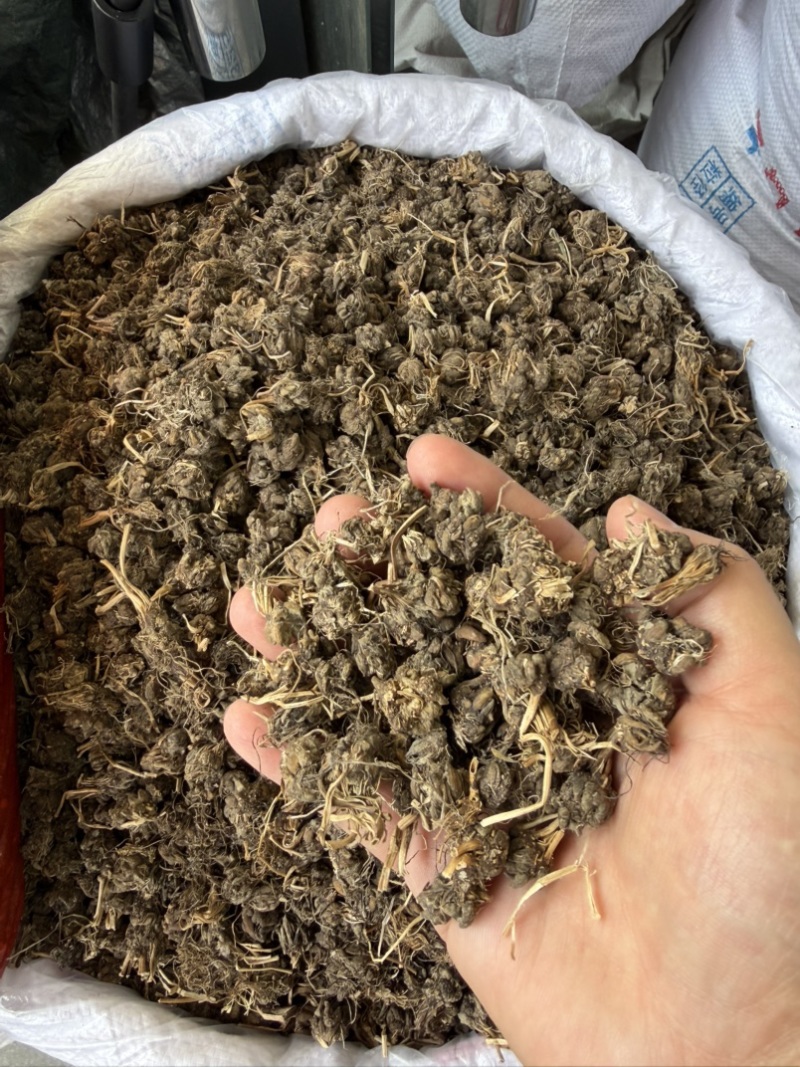 猫爪草纯野生尖爪正品中药材泡水产地直销2026年新货批发