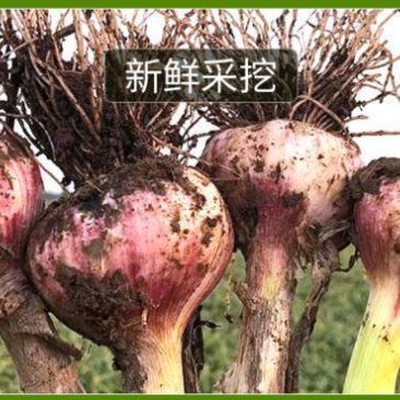 紫皮大蒜精品净蒜毛蒜量大产地货源充足真诚服务。