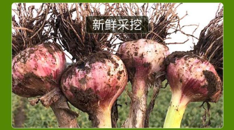 紫皮大蒜精品净蒜毛蒜量大产地货源充足真诚服务。