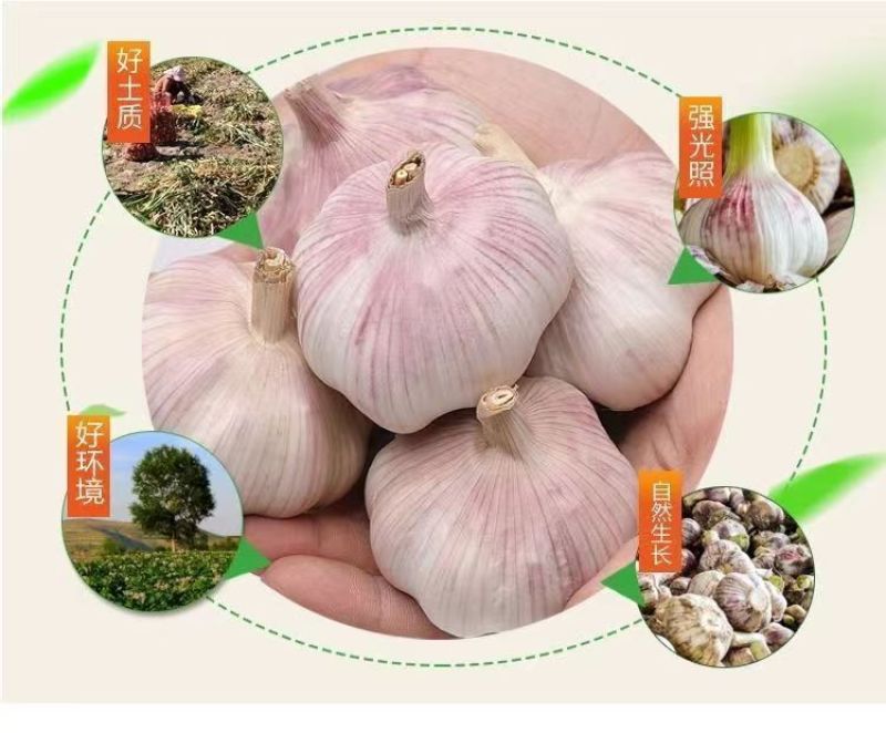 紫皮大蒜精品净蒜毛蒜量大产地货源充足真诚服务。