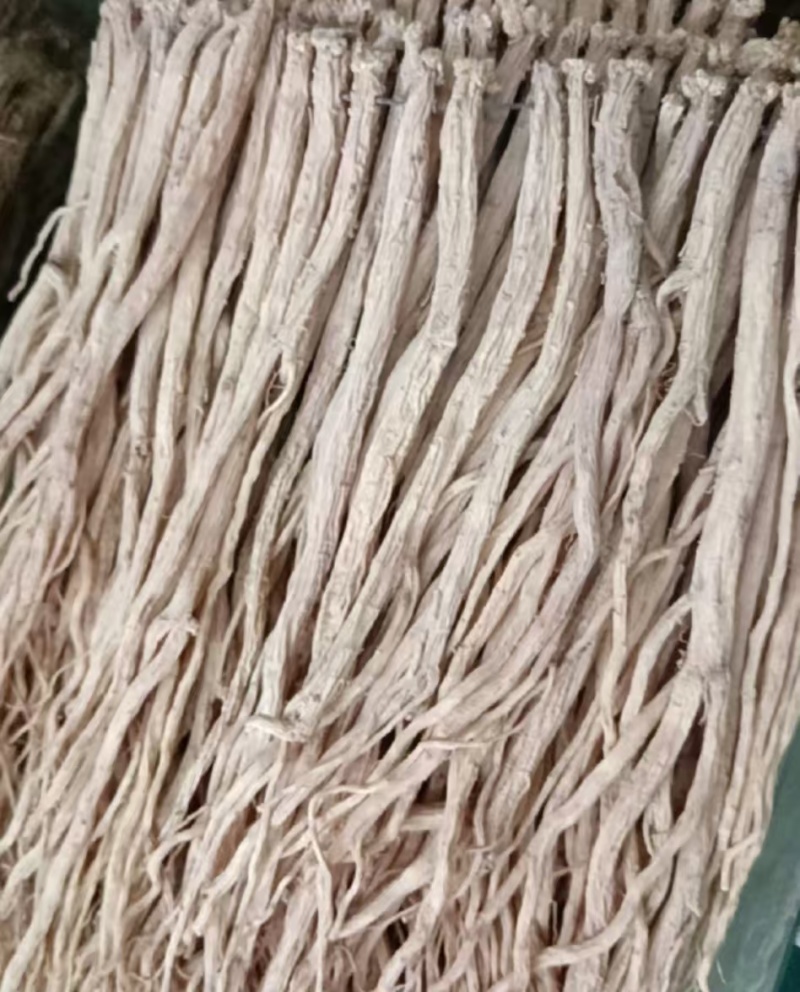 甘肃临洮白条党参大中小