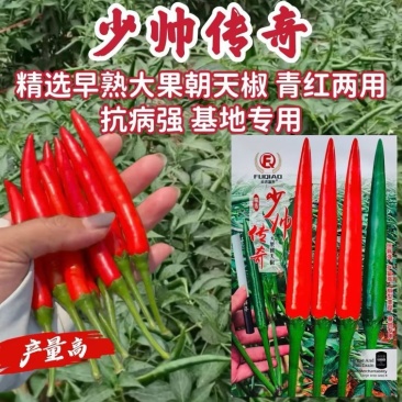 少帅传奇辣椒种子早熟大果青红两用1000粒