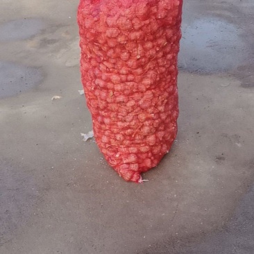 精品川蒜种子