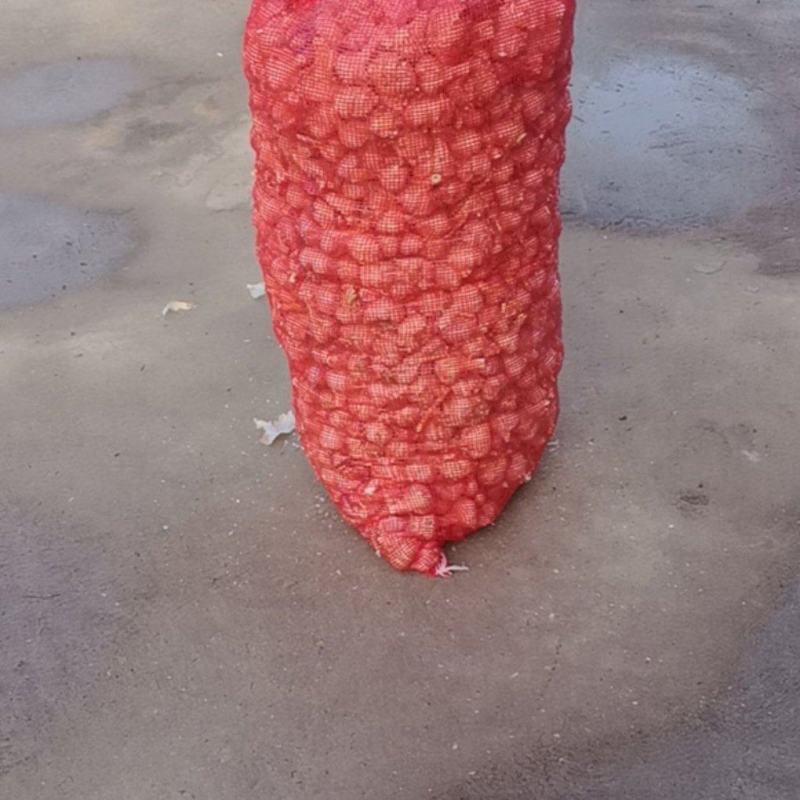 精品川蒜种子