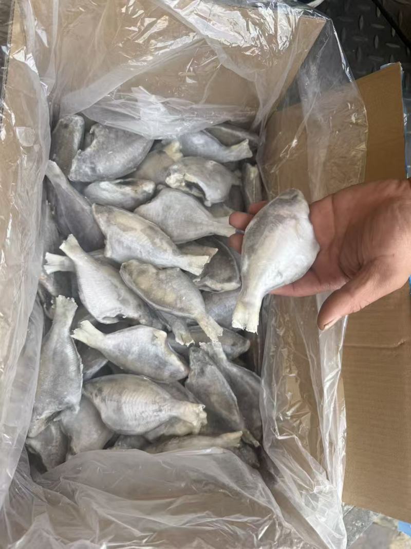 三去香鱼一手货源，大量现货供应，价格优惠