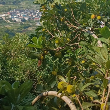 东槐杨梅