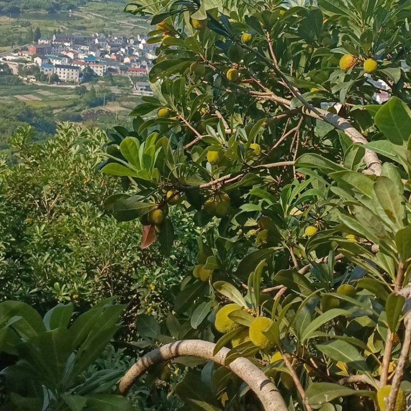 东槐杨梅