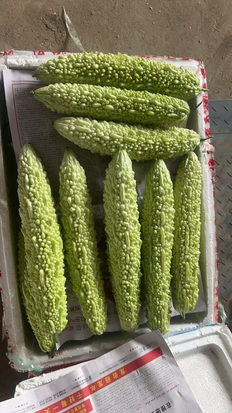 白苦瓜，新苗白米苦瓜，品质嘎嘎可以，每天产地直发