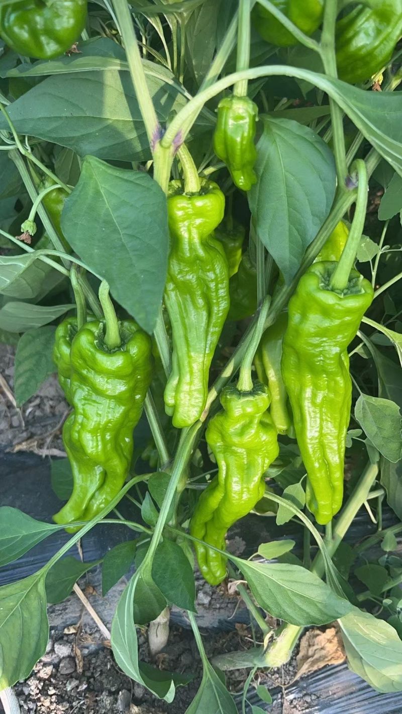 黑龙江新鲜芜湖椒薄皮青椒大棚现摘产地直发