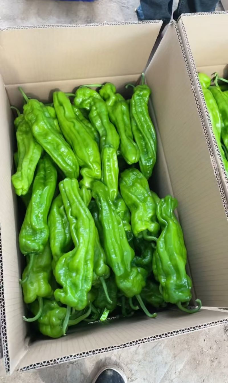 黑龙江新鲜芜湖椒薄皮青椒大棚现摘产地直发