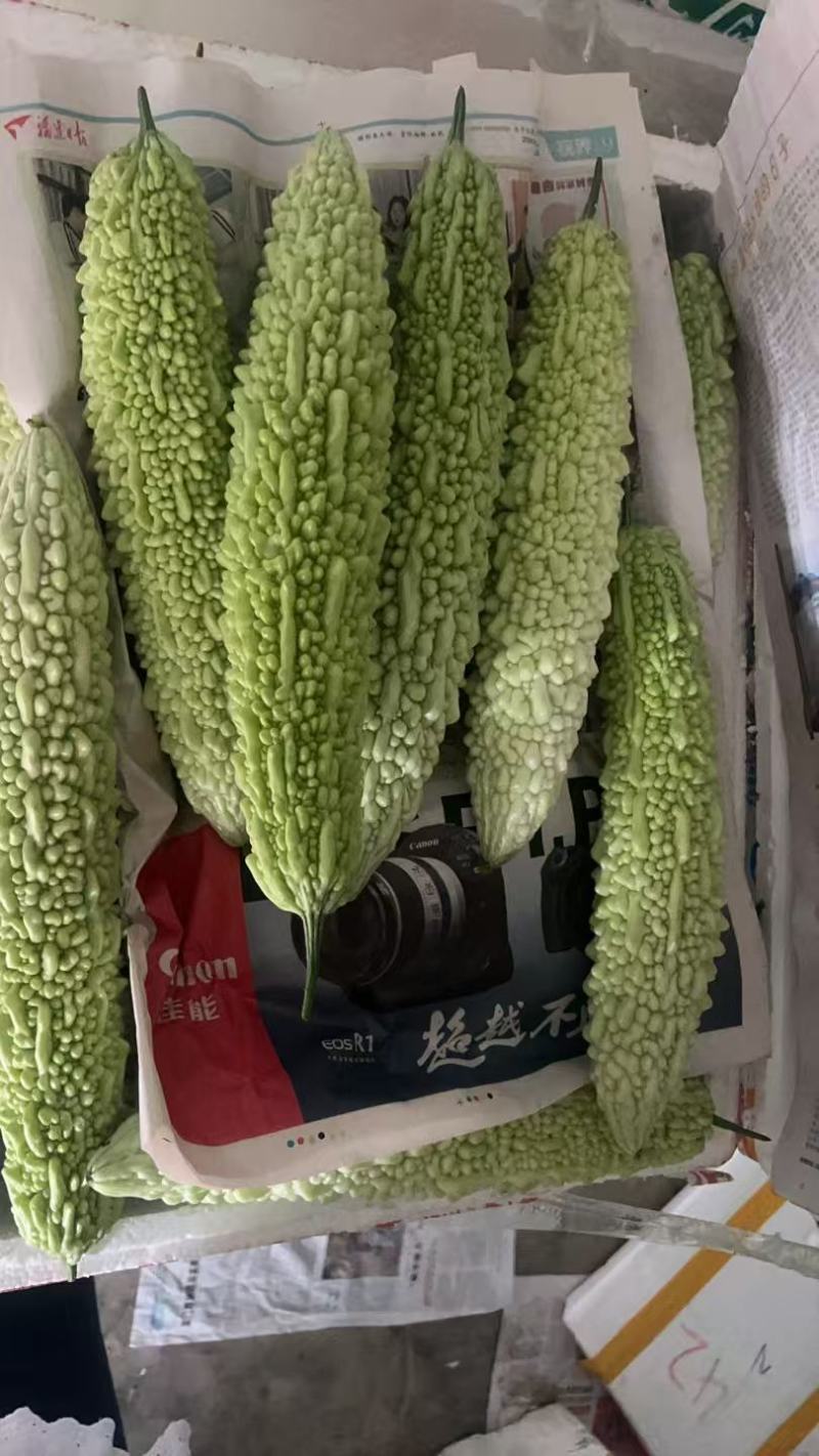 白苦瓜，新苗白米苦瓜，品质嘎嘎可以，每天产地直发