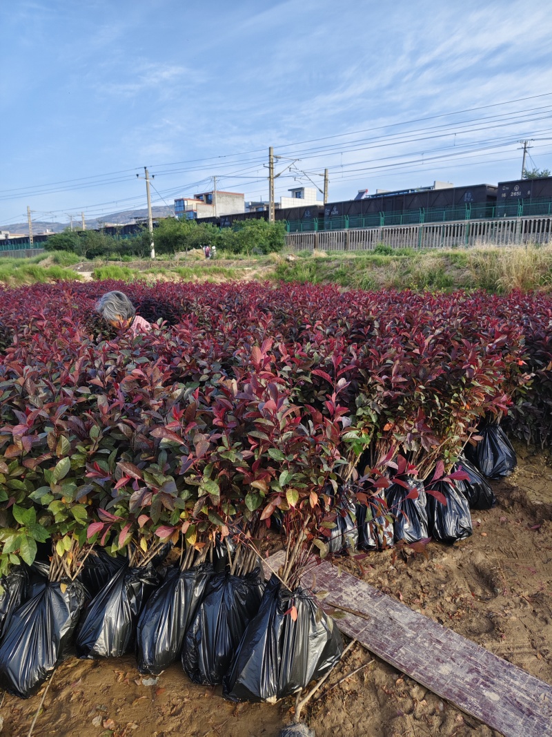 紫叶矮樱天水甘谷本地货，自产自销。