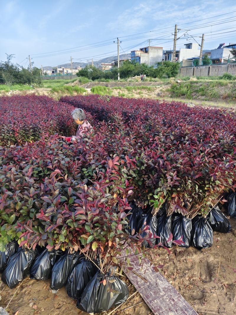 紫叶矮樱天水甘谷本地货，自产自销。