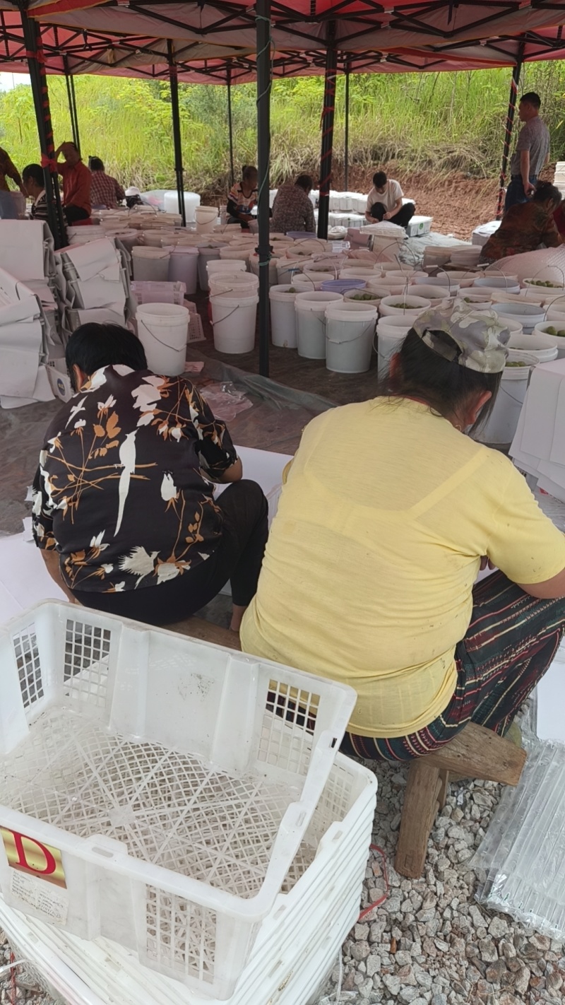清脆，8钱起，大量承接电商团购市场商超品质