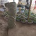 清脆，8钱起，大量承接电商团购市场商超品质