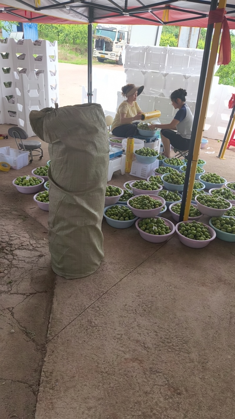清脆，8钱起，大量承接电商团购市场商超品质