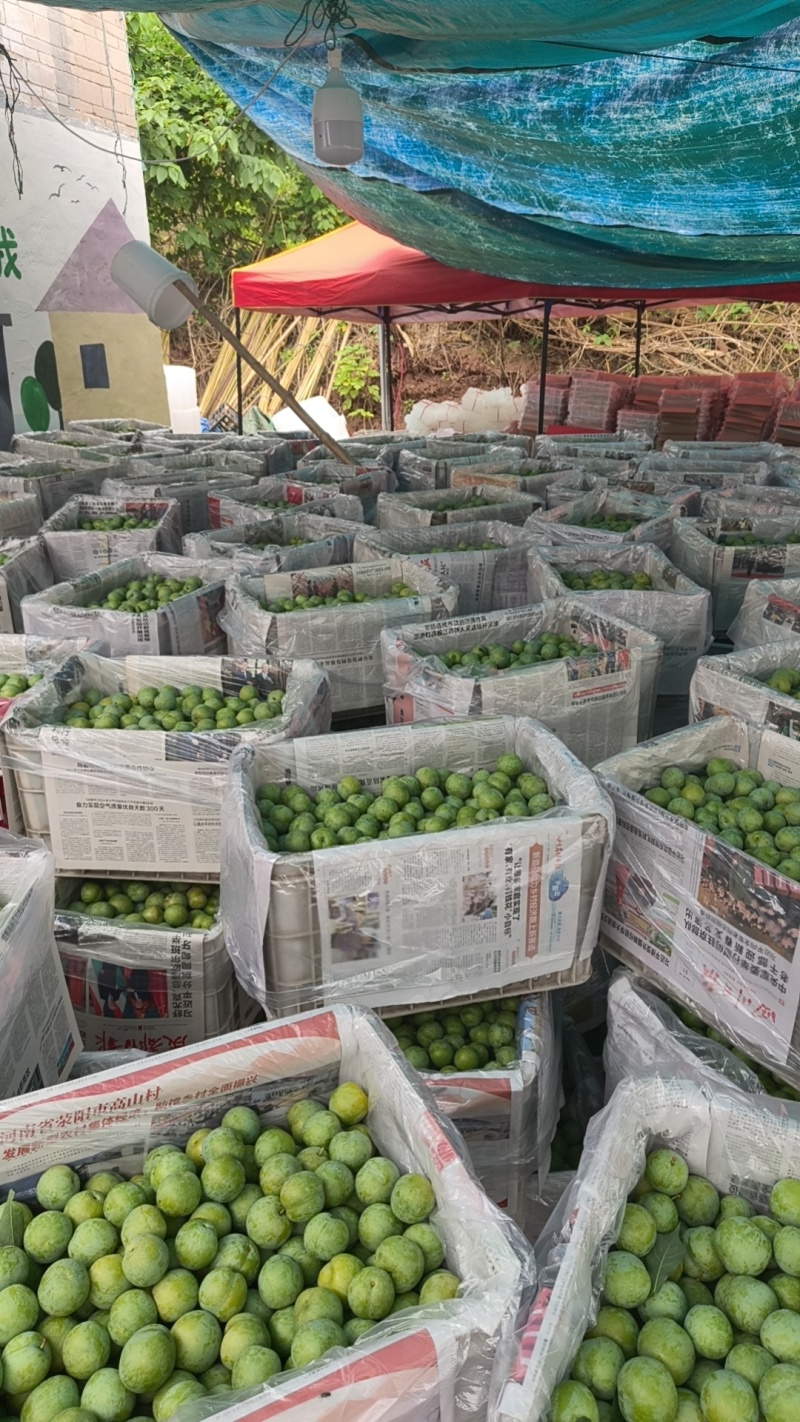 清脆，8钱起，大量承接电商团购市场商超品质