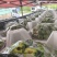 清脆，8钱起，大量承接电商团购市场商超品质
