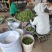 清脆，8钱起，大量承接电商团购市场商超品质