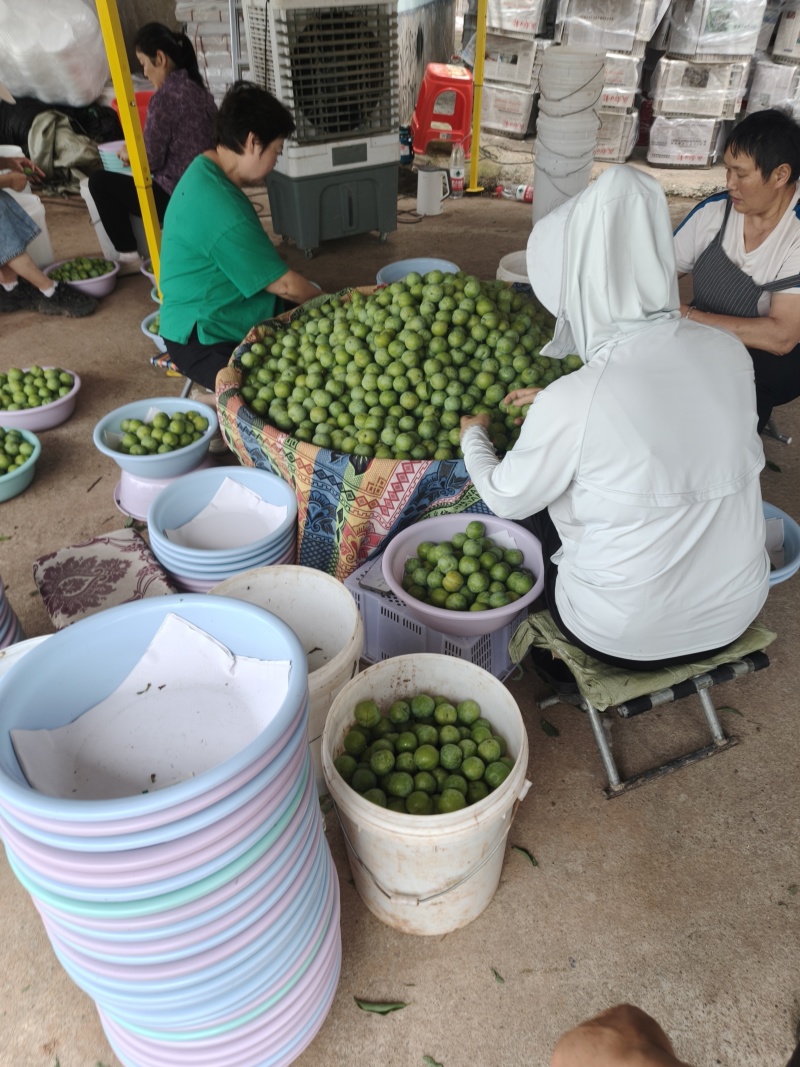 清脆，8钱起，大量承接电商团购市场商超品质