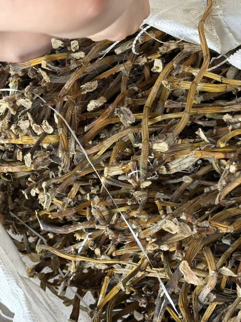 流苏石斛（三年到五年生）产地：泰国规格：干枝大量现货