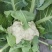 耕耘雪剑9号春秋季90天紧花菜种子花球雪白紧花菜种子种子