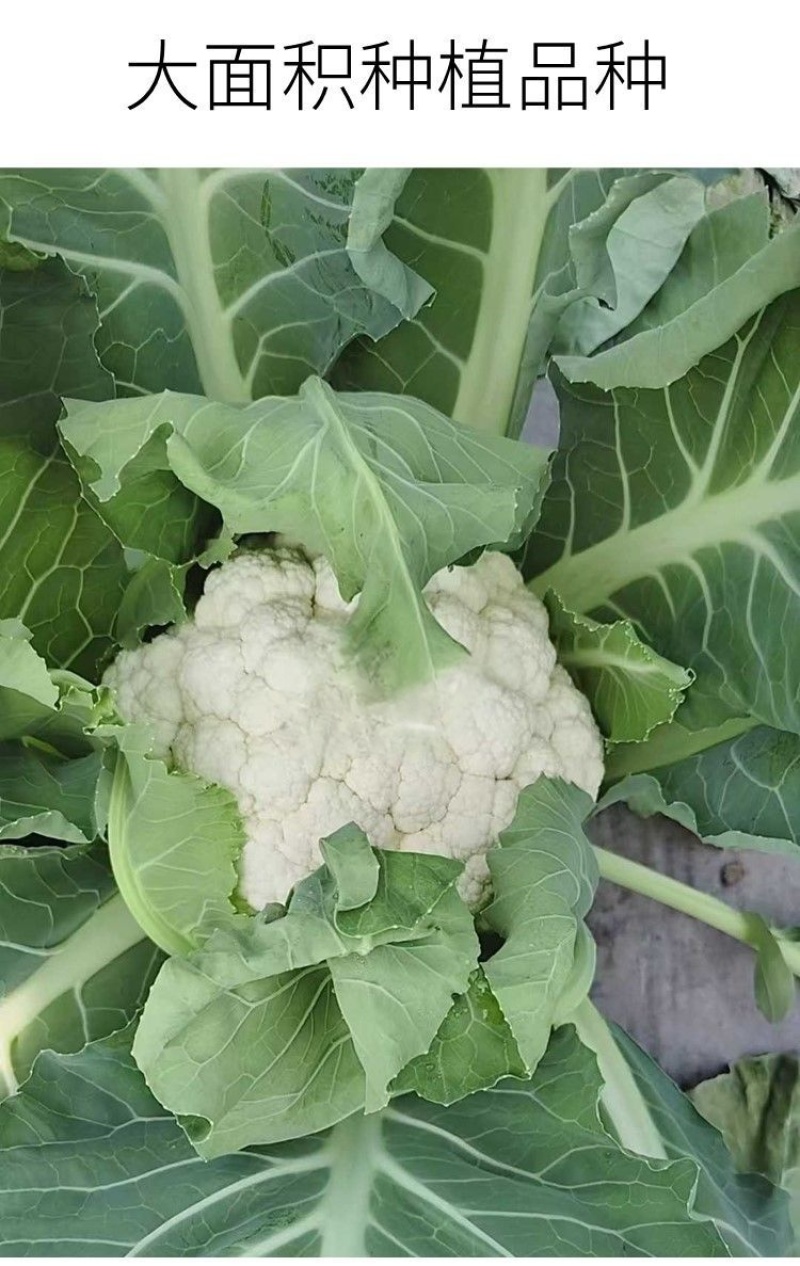 耕耘雪剑9号春秋季90天紧花菜种子花球雪白紧花菜种子种子