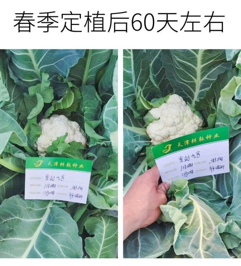 耕耘雪剑9号春秋季90天紧花菜种子花球雪白紧花菜种子种子
