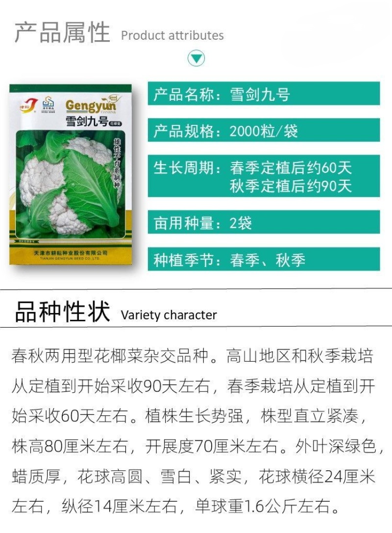 耕耘雪剑9号春秋季90天紧花菜种子花球雪白紧花菜种子种子