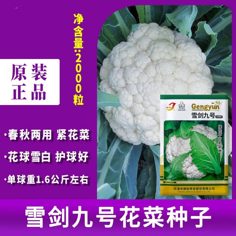 耕耘雪剑9号春秋季90天紧花菜种子花球雪白紧花菜种子种子