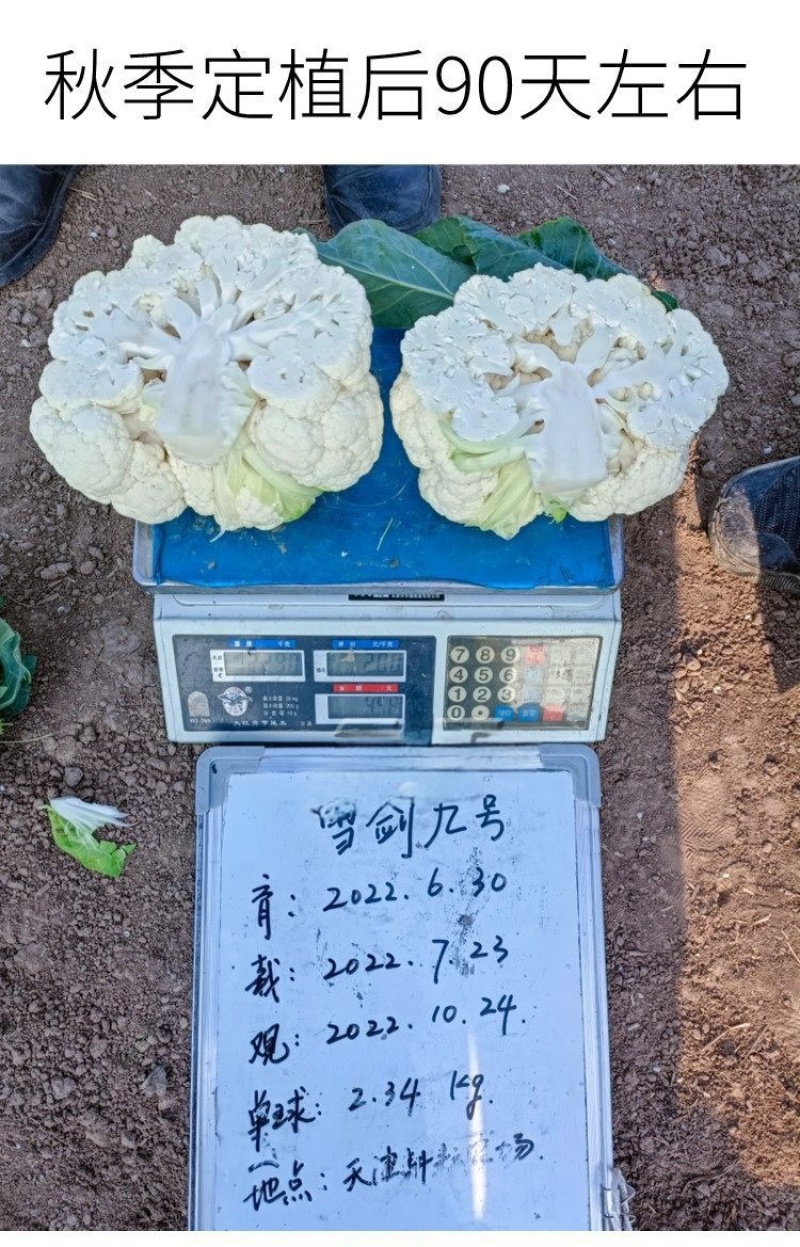 耕耘雪剑9号春秋季90天紧花菜种子花球雪白紧花菜种子种子