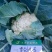 耕耘雪剑9号春秋季90天紧花菜种子花球雪白紧花菜种子种子