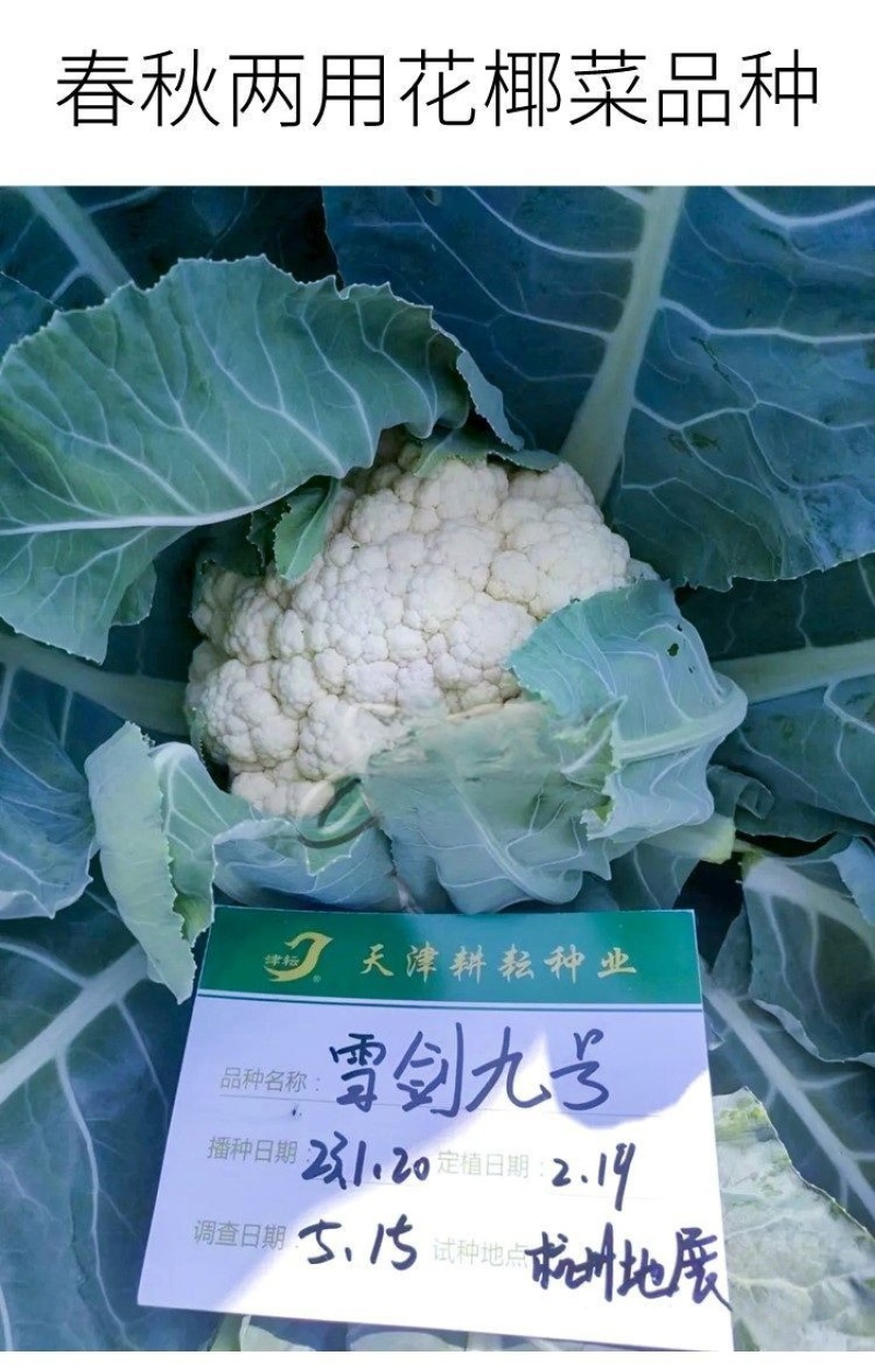 耕耘雪剑9号春秋季90天紧花菜种子花球雪白紧花菜种子种子
