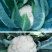 耕耘雪剑9号春秋季90天紧花菜种子花球雪白紧花菜种子种子
