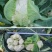 耕耘雪剑9号春秋季90天紧花菜种子花球雪白紧花菜种子种子