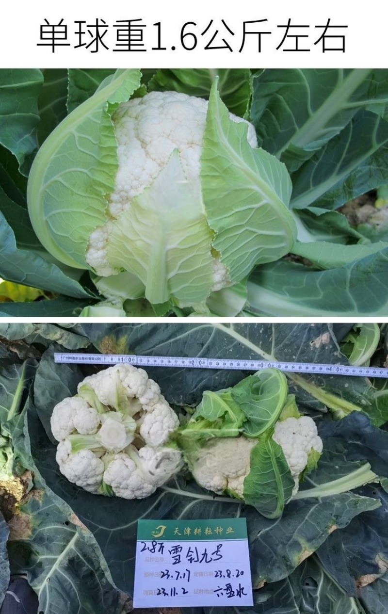 耕耘雪剑9号春秋季90天紧花菜种子花球雪白紧花菜种子种子