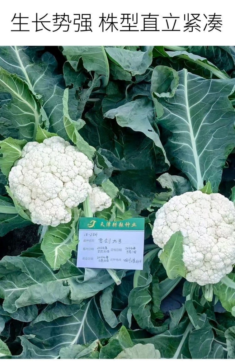 耕耘雪剑9号春秋季90天紧花菜种子花球雪白紧花菜种子种子