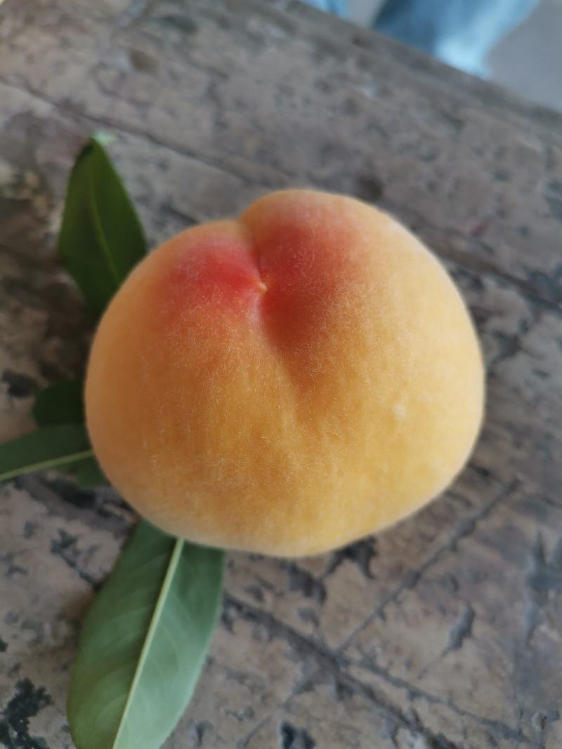 黄金密一号，水蜜桃，黄桃套袋黄桃