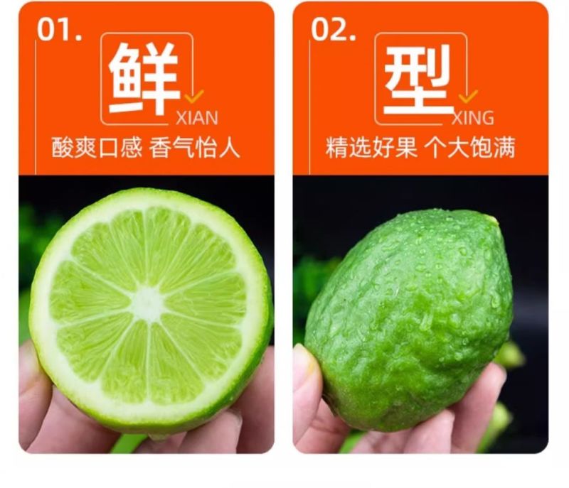 广东阳春香水柠檬新鲜现摘柑橘类水果
