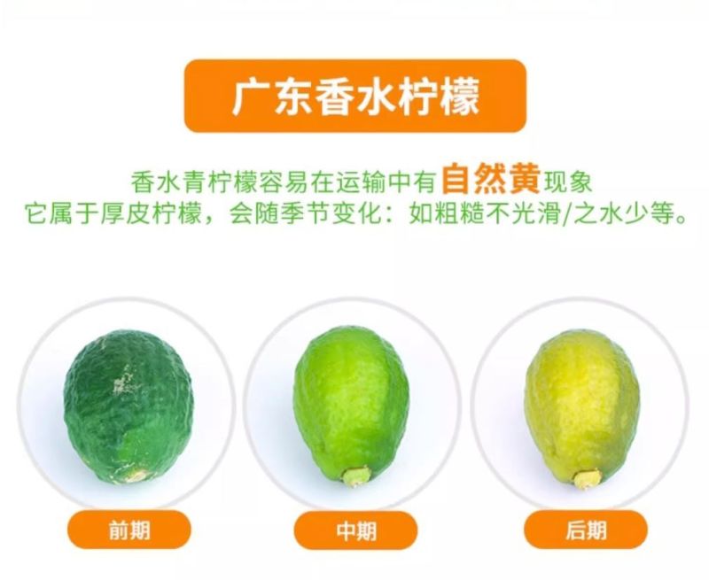 广东阳春香水柠檬新鲜现摘柑橘类水果