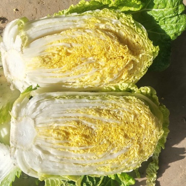 甘肃临洮娃娃菜大量有货质量杠杠的