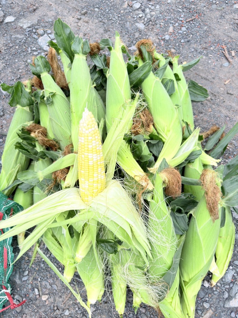 双色水果玉米