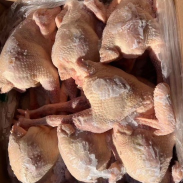 次级红毛老母鸡