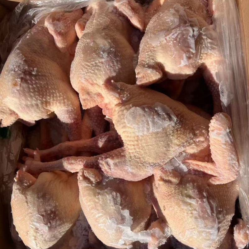 次级红毛老母鸡