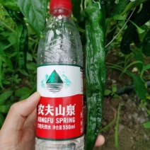 精品大黑皱皮，质量好，品质有保障，需要的联系