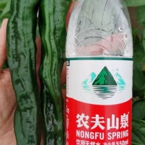 江苏精品皱皮椒质量有保障适合店商超市加工市场欢迎联系