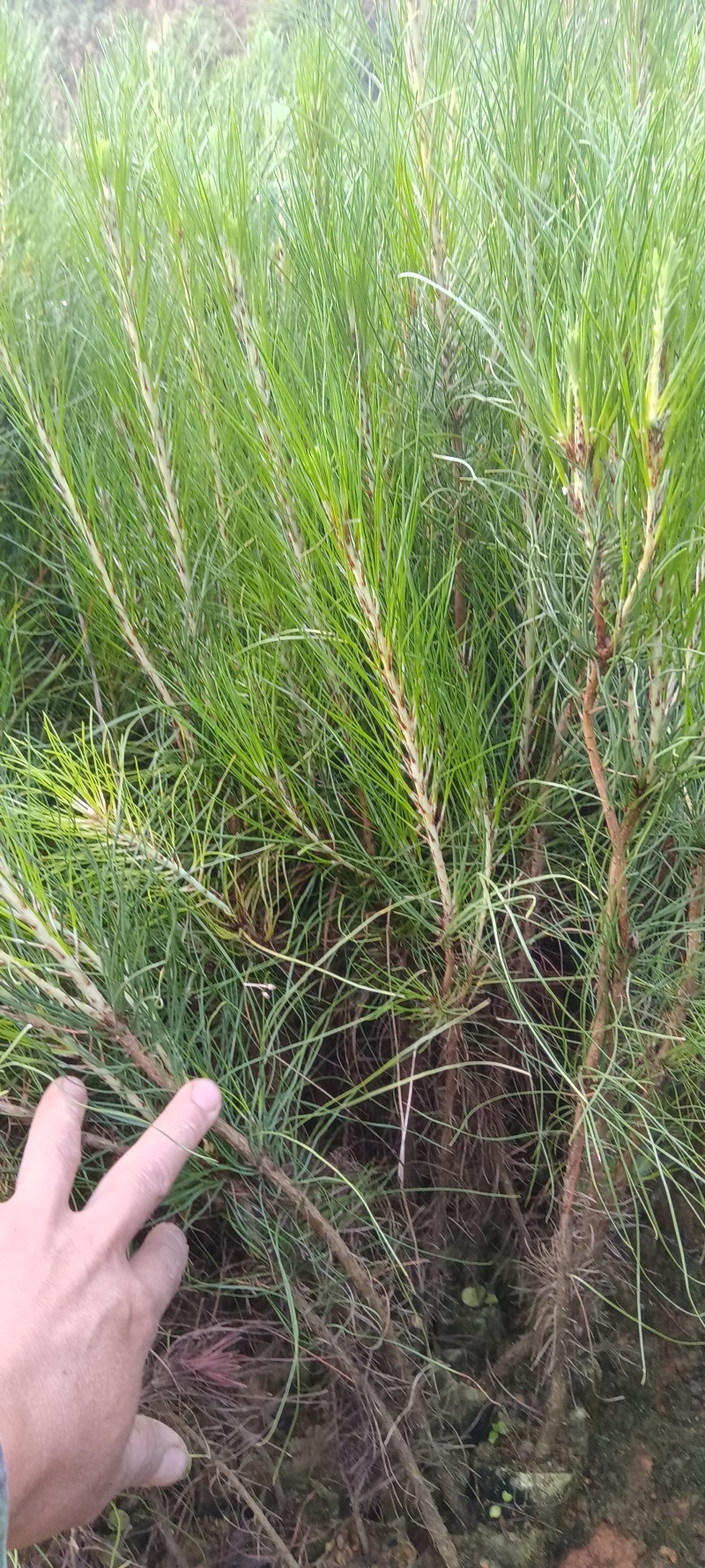 湿地松苗大量上市，一手货源，产地直发，诚信经营，价格美丽
