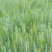 湿地松苗大量上市，一手货源，产地直发，诚信经营，价格美丽